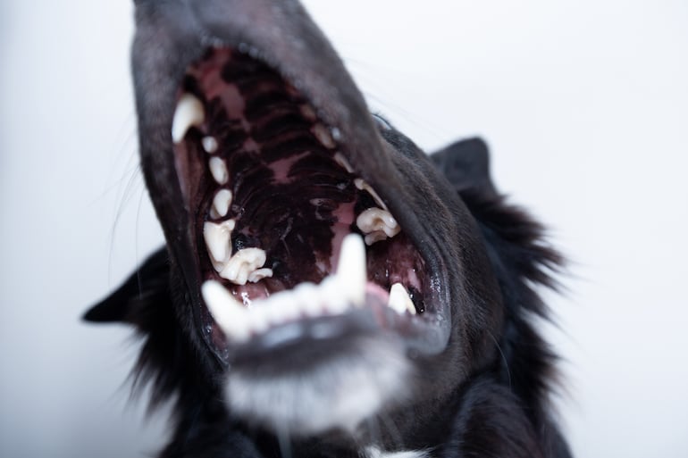 Concepto de mal aliento en perros.