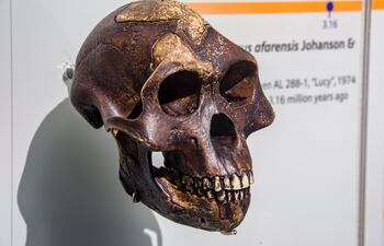Réplica de Australopithecus afarensis basada en el espécimen AL 288-1, "Lucy", de 1974, Etiopía, Depresión del Afar, en el Museo de Historia Natural Lee Kong Chian.