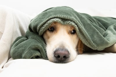 A partir de la agresión con petardo a una perrita llamada Canela se impulsó en Diputados una ley sobre pirotecnia.