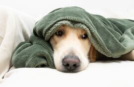 A partir de la agresión con petardo a una perrita llamada Canela se impulsó en Diputados una ley sobre pirotecnia.