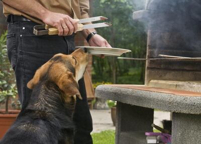 Con respecto a dar huesos a los perros, si esto se hace correctamente no debería tener consecuencias dañinas para la mascota.