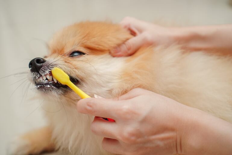 Perros pequeños y problemas dentales.