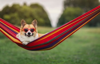 Perro en una hamaca.