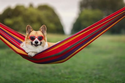 Perro en una hamaca.