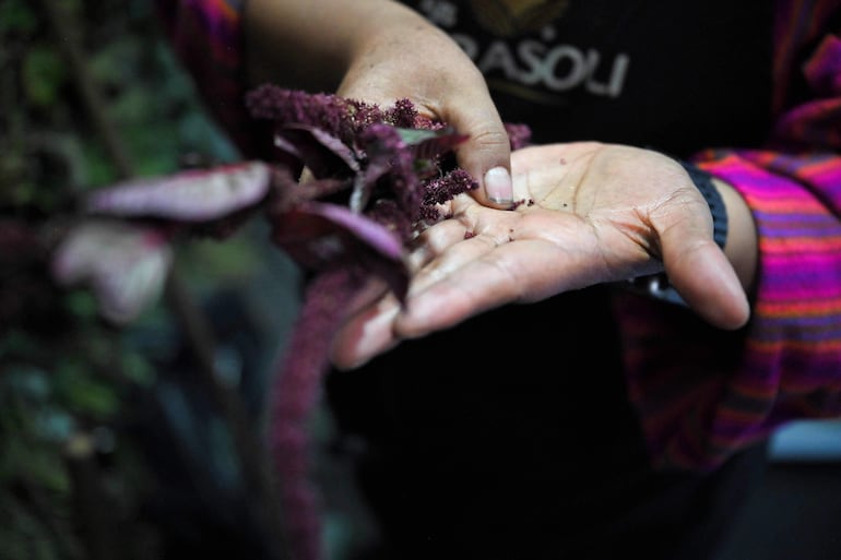 La curandera ecuatoriana Amparo Lugmana muestra una planta para realizar una limpieza energética en mascotas en el mercado de San Francisco en Quito el 17 de mayo de 2026.