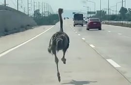 Avestruz en fuga corre desbocado por una autopista tailandesa. Captura de video, cortesía de Chairat Sompong.