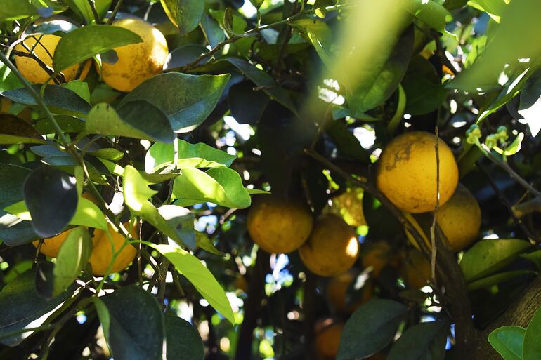 Plantación de naranja.