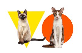 Gato siamés y gato oriental de pelo corto.