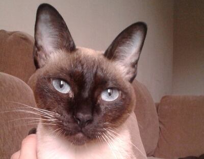 Sus dueños extrañan sus hermosos ojos azules.