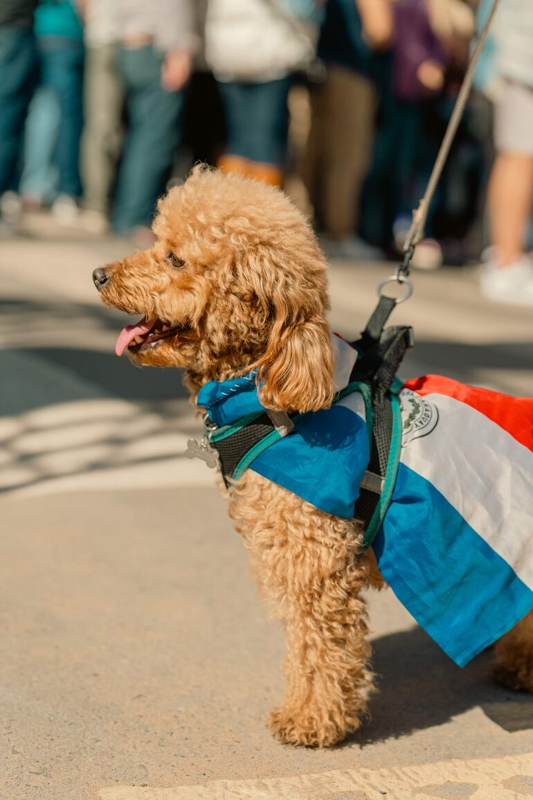 Los peluditos también celebraron el San Juan del Barrio Mariscal, que fue 100% pet friendly.
