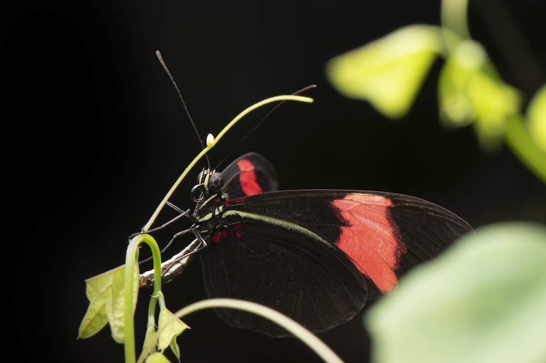 Las enigmáticas mariposas del género Heliconius han fascinado a la ciencia desde hace siglos y, ahora, un grupo de investigadores acaba de descubrir uno de sus secretos: su excepcional longevidad se debe a una adaptación evolutiva para aprovechar los nutrientes del polen.