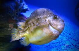 Pez lumpo (Cyclopterus lumpus).