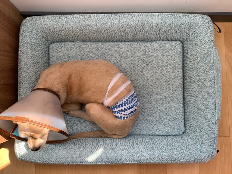 Concepto de mascota en fase posoperatoria.