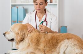 Veterinaria aplica un antiparasitario a un perro.