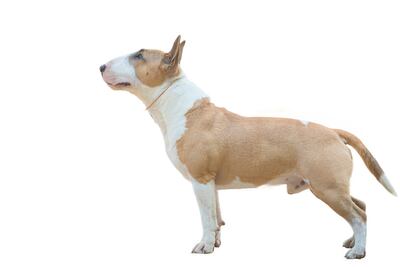 Perro de raza Bull Terrier.
