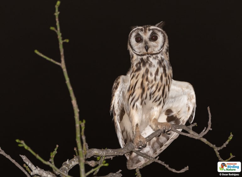 Ñakurutu'i (Asio clamator midas), fotografía gentileza de Oscar Rodríguez (Paraguay Birding & Nature), tomada en las inmediaciones de Gabino Mendoza (Chaco Paraguayo)