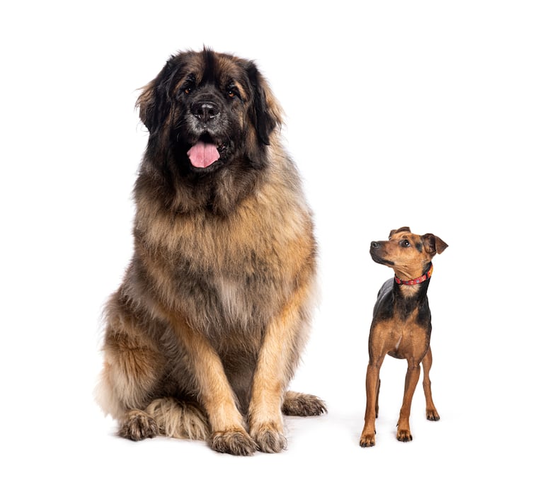 Perro Leonberger y pinscher mini.