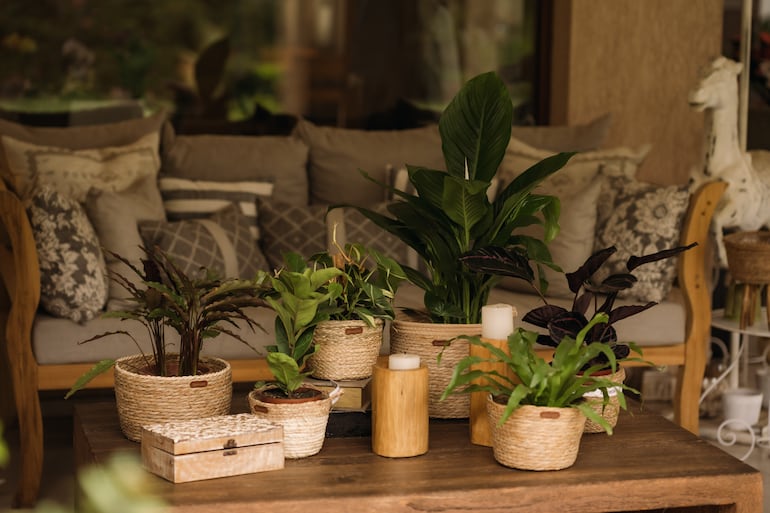 Plantas de Bloomiér.