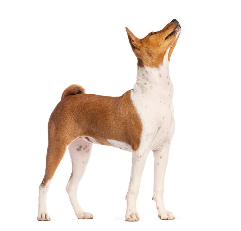 Perro de la raza basenji.