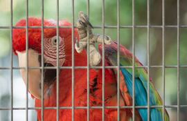 Guacamayo enjaulado.