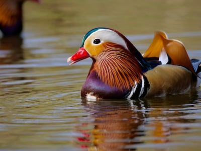 Pato mandarín (Aix galericulata).