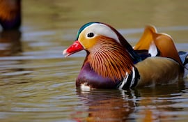 Pato mandarín (Aix galericulata).