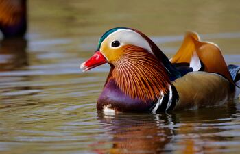 Pato mandarín (Aix galericulata).