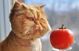Gracioso gato con un tomate.
