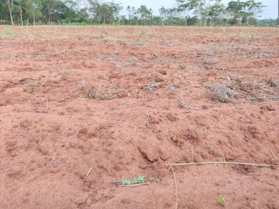 Hasta el momento se registran unas 10.000 hectáreas de parcelas preparadas para la siembra en la zona de San Pedro, según los productores del rubro.