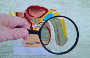 Sistema reproductor masculino, imagen ilustrativa.