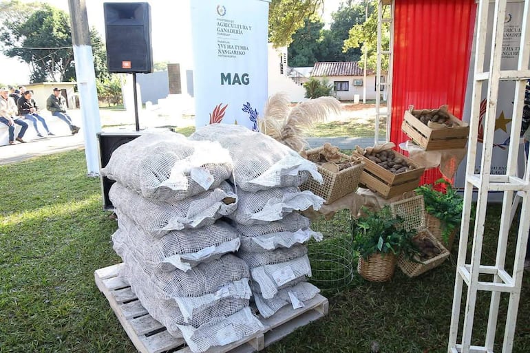 Más de 1.190 productores de los distintos distritos del departamento de Paraguarí recibieron semillas de papa para dar inicio al cultivo de la zafra 2026.