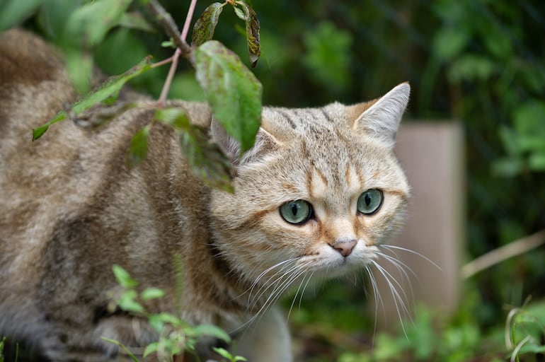 ¿Tu gato es tímido o tiene trastorno de ansiedad?