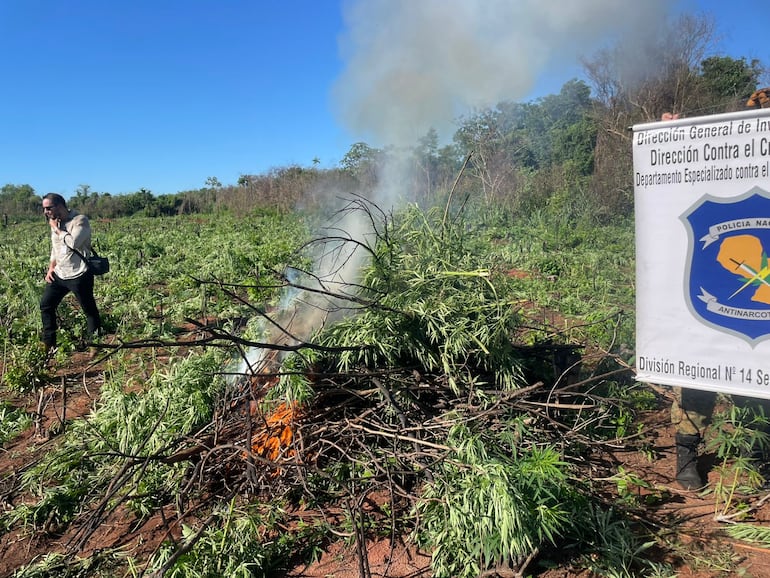 Los narcos alquilan enormes parcelas de tierra pertenecientes a los Pueblos Originarios de la región para cultivar la droga.