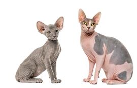 Gato Peterbald y Sphynx.