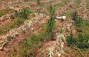 productores de cebollas, papa y lechuga de diferentes departamentos del país no pueden vender por el bajo precio que se ofrece por cada producto.