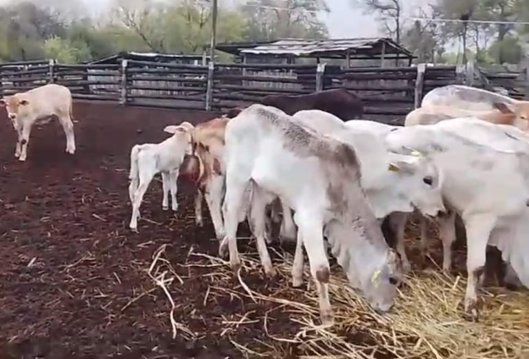 Vacas alimentándose en un corral rural, algunas crías presentes, entorno tranquilo con cercas de madera.
