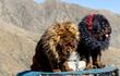 Raza de perro mastín tibetano o dogo del Tíbet.