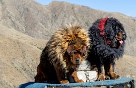 Raza de perro mastín tibetano o dogo del Tíbet.