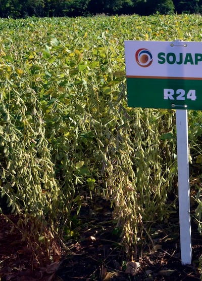 Parcela de soja en Itapúa, de la variedad R24.