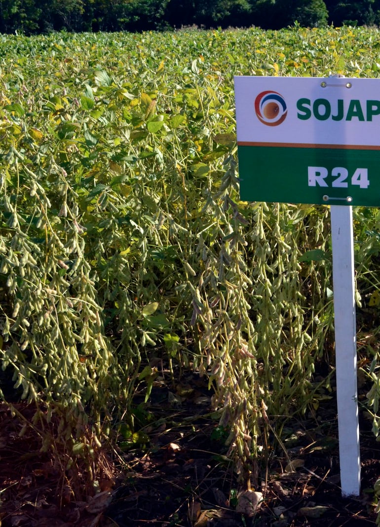 Se exportó soja por US$ 2.492 millones - ABC Rural