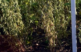 Parcela de soja en Itapúa, de la variedad R24.