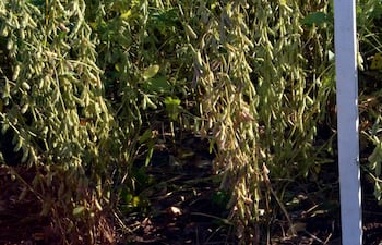 Parcela de soja en Itapúa, de la variedad R24.