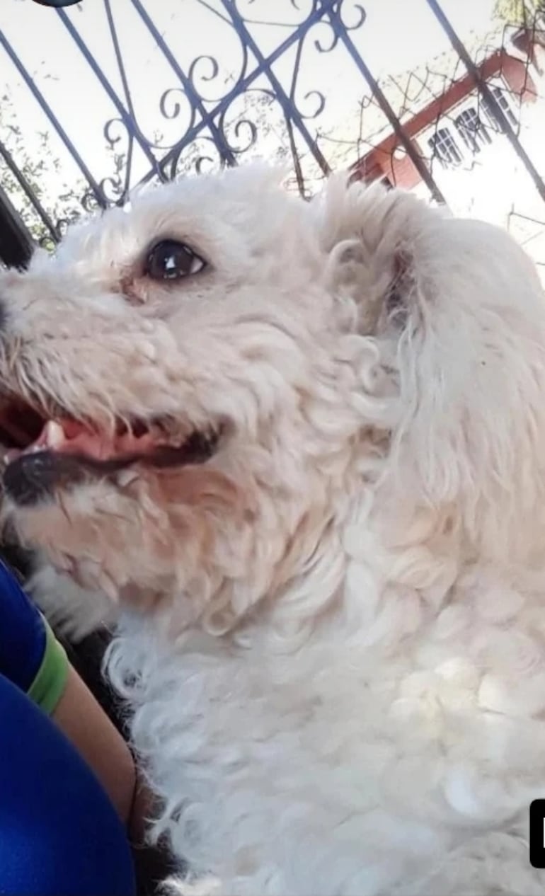 Sami se perdió en inmediaciones de Petropar en Villa Elisa, el pasado 29 de noviembre.