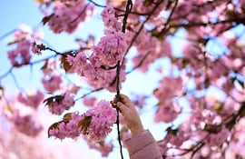 Se observan cerezos en la llamada Kirschblütenallee (avenida de los cerezos en flor), en los jardines Asahi, en Teltow, cerca de Berlín, el 26 de abril de 2026.
