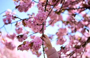 Se observan cerezos en la llamada Kirschblütenallee (avenida de los cerezos en flor), en los jardines Asahi, en Teltow, cerca de Berlín, el 26 de abril de 2026.
