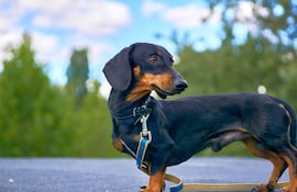 Dachshund o perro salchicha.