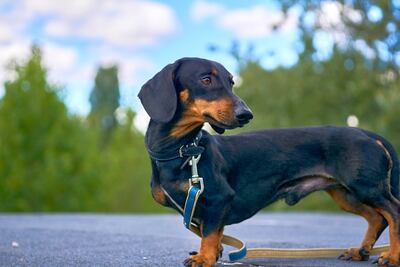 Dachshund o perro salchicha.
