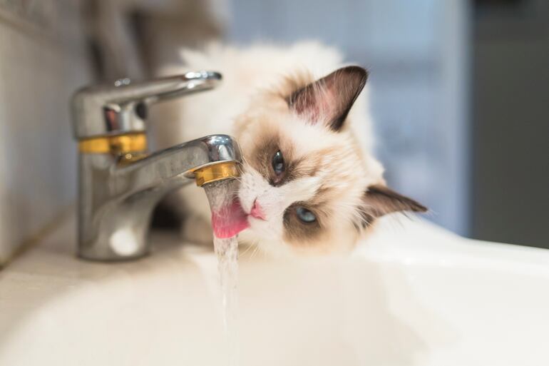 Gato bebe agua de la canilla.