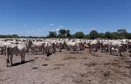 La ganaderia con mas de 1.700.000 cabeza de ganado vacuno, es la principal actividad economica en el Alto Paraguay