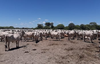 La ganaderia con mas de 1.700.000 cabeza de ganado vacuno, es la principal actividad economica en el Alto Paraguay